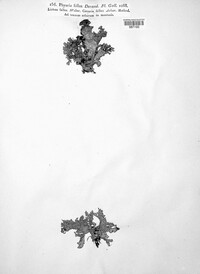 Oxneria fallax image